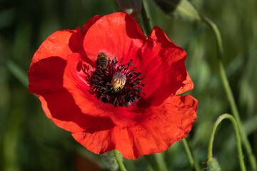 Fototapeta premium Red poppy in the morning in the garden on a summer day.