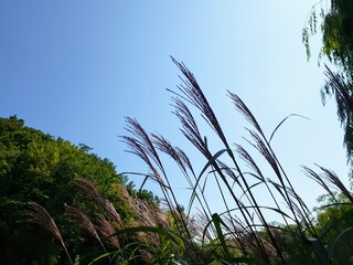 天高く生えたすすき