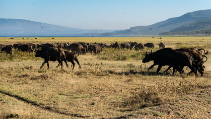 Naklejka na ściany i meble african buffalo herds migration at Lake Nakuru, Kenya