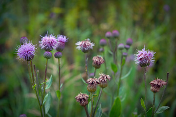 Medicinal herb burdock Arctium lappa, blooming violet flowers. soft background