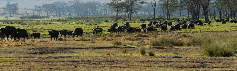african buffalo herds migration at Lake Nakuru, Kenya