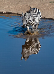 Fototapeta na wymiar Zebras with water reflections at Lake Nakuru, Kenya