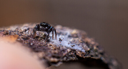 The small spider in the ground