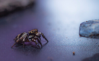 spider on the ground