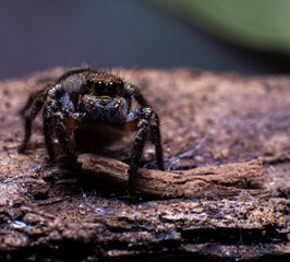 spider on a rock