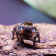 spider on the sand