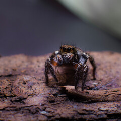 spider on the stone