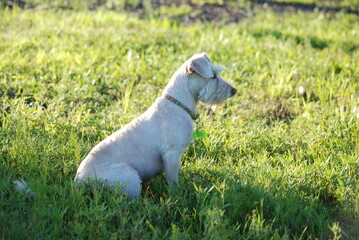 jack russell terrier sitting on the grass