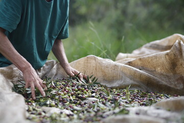 olive harvest