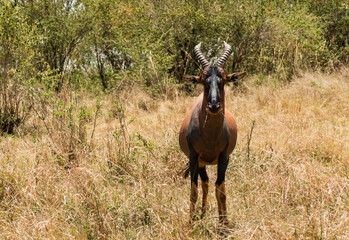Topi at Masai Mara, Kenya