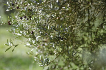 olive tree