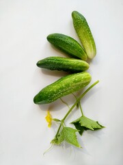 Flatly of fresh farm cucumbers and flowering cucumber sprouts on white background. 