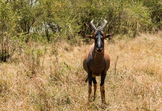 Topi at Masai Mara, Kenya