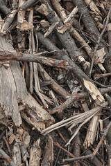 beaver dam in the forest clouse up. Wooden sticks pattern vertical photo
