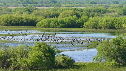 Flock of Taiga bean goose (Anser fabalis) flying above the Berezina river in Belarus