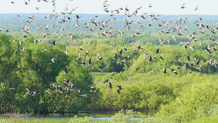 Flock of Taiga bean goose (Anser fabalis) flying above the Berezina river in Belarus