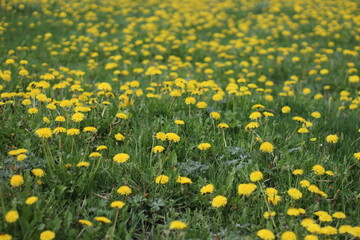 yellow dandelions on green grass