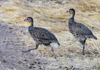 Yellow-necked spurfowls, Tanzania