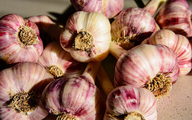 Medicinal and aromatic properties of fresh garlic. Heads of garlic in the kitchen.