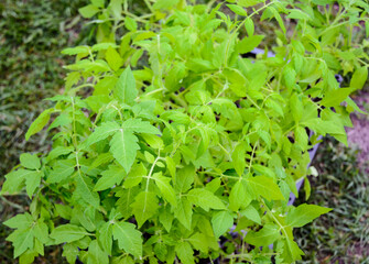 Growing environmentally friendly products in agricultural beds in the open field.