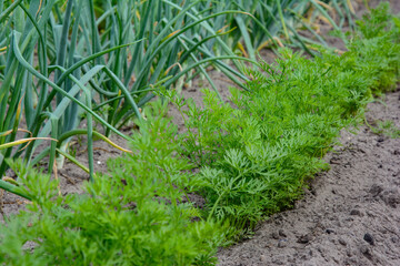 Growing environmentally friendly products in agricultural beds in the open field.