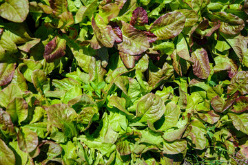 Growing environmentally friendly products in agricultural beds in the open field.