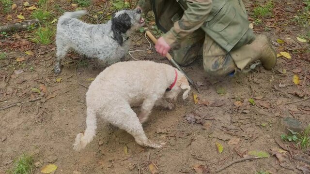 Dogs just found a truffle, hunting truffles in a forest