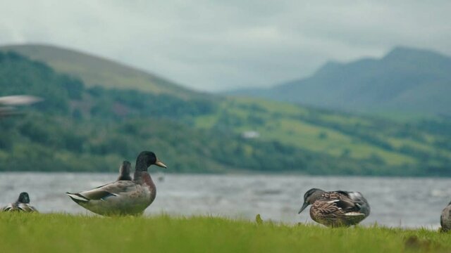 Patos delante del lago en Escocia