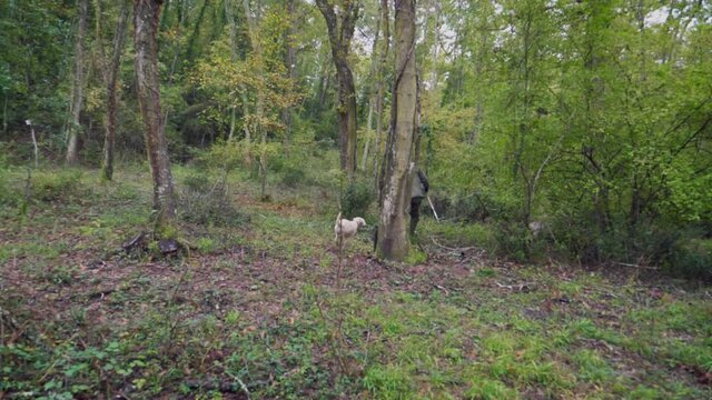 Dogs looking for truffles in the forest. Truffle hunting.  Slow motion