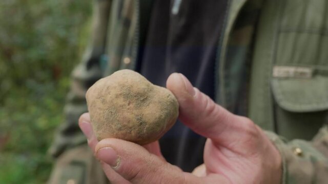 Man hand holding a white truffle, just found and harvested in the forest. Hunting truffles in italian forest