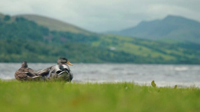Patos delante del lago en Escocia