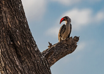 yellow-billed hornbill, Kenya