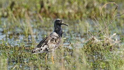 Ruff (Calidris pugnax) male bird displaying in breeding season, near Pripyat river