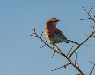 European Bee Eater, Kenya