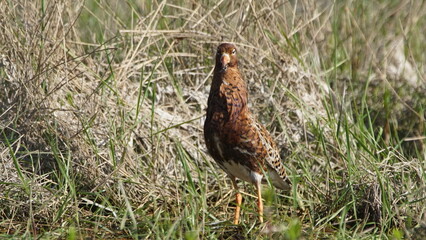 Ruff (Calidris pugnax) male bird displaying in breeding season, near Pripyat river