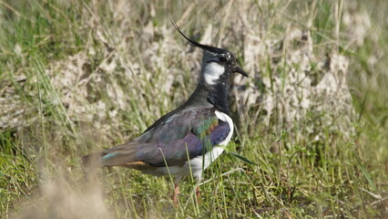 Northern lapwing (Vanellus vanellus), also known as the peewit or pewit, tuit or tew-it, green plover, or (in Britain and Ireland) pyewipe or just lapwing