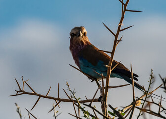 European Bee Eater, Kenya