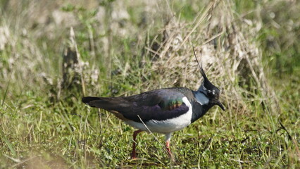 Northern lapwing (Vanellus vanellus), also known as the peewit or pewit, tuit or tew-it, green plover, or (in Britain and Ireland) pyewipe or just lapwing
