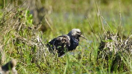 Ruff (Calidris pugnax) male bird displaying in breeding season, near Pripyat river