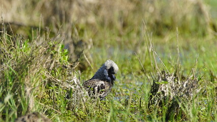 Ruff (Calidris pugnax) male bird displaying in breeding season, near Pripyat river