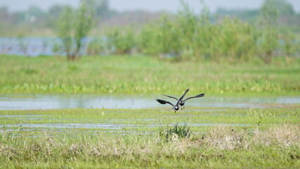 Northern lapwing (Vanellus vanellus), also known as the peewit or pewit, tuit or tew-it, green plover, or (in Britain and Ireland) pyewipe or just lapwing