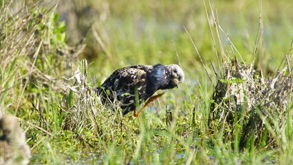 Ruff (Calidris pugnax) male bird displaying in breeding season, near Pripyat river