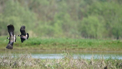 Northern lapwing (Vanellus vanellus), also known as the peewit or pewit, tuit or tew-it, green plover, or (in Britain and Ireland) pyewipe or just lapwing
