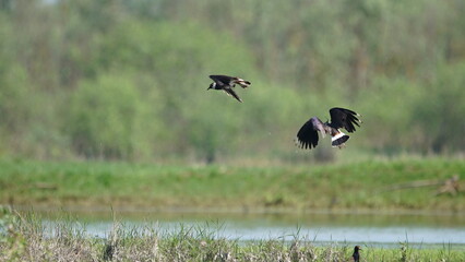 Northern lapwing (Vanellus vanellus), also known as the peewit or pewit, tuit or tew-it, green plover, or (in Britain and Ireland) pyewipe or just lapwing