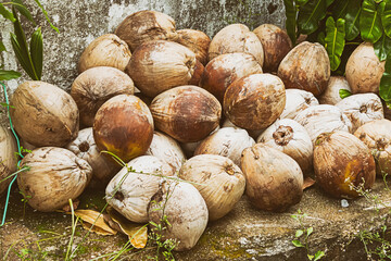 big pile of coconuts brown on the edge of the road in vietnam background