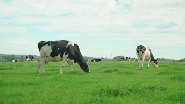 Vaca comiendo y paseando en Hereford, oeste de Inglaterra