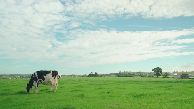 Vaca comiendo y paseando en Hereford, oeste de Inglaterra