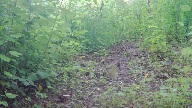European green woodpecker, Picus viridis. A careful wood pecker bird on the ground while pecking, filmed from a trail camera. Birds Watching 4k.