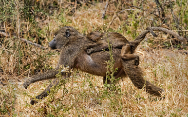 Monkey Mother with Baby at Lake Manyara National Park, Tanzania