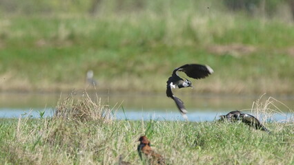 Northern lapwing (Vanellus vanellus), also known as the peewit or pewit, tuit or tew-it, green plover, or (in Britain and Ireland) pyewipe or just lapwing